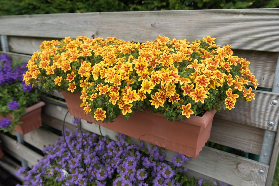 Dvouzubec prutolistý - Bidens ferulifolia 'Bidy Boom Red Eye'