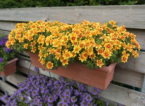 Dvouzubec prutolistý - Bidens ferulifolia 'Bidy Boom Red Eye'