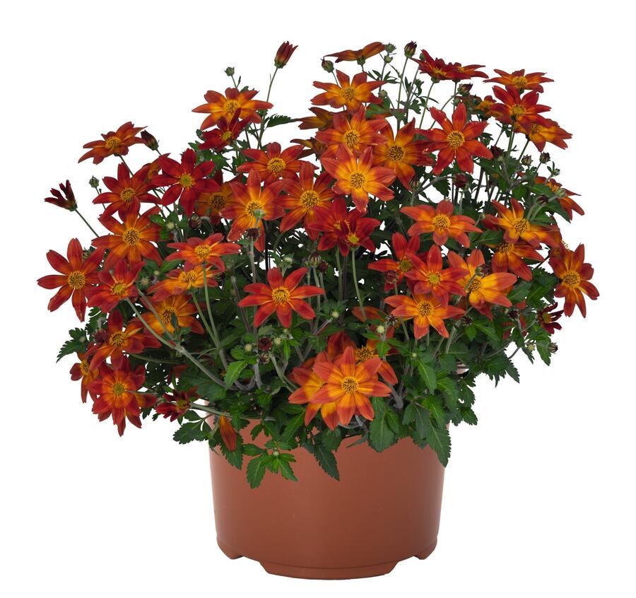 Dvouzubec prutolistý - Bidens ferulifolia 'Bidy Boom Red'