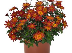 Dvouzubec prutolistý - Bidens ferulifolia 'Bidy Boom Red'