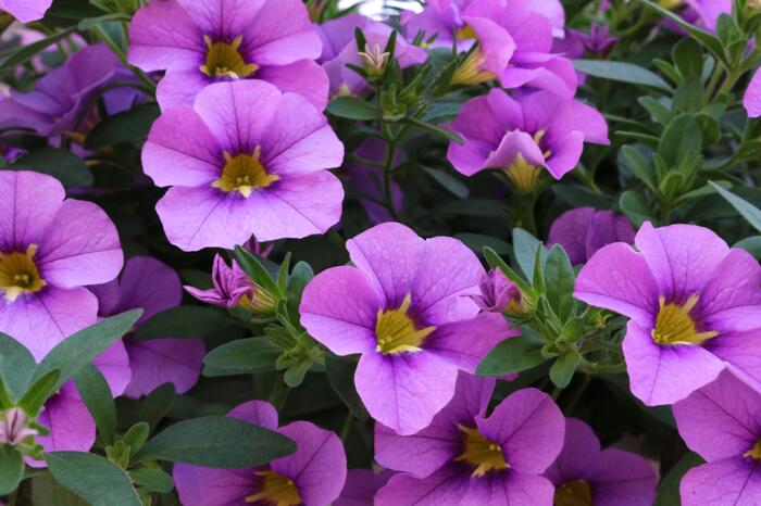 Minipetúnie, Million Bells 'Aloha Kona Tiki Blue' - Calibrachoa hybrida 'Aloha Kona Tiki Blue'