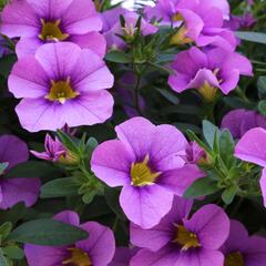 Minipetúnie, Million Bells 'Aloha Kona Tiki Blue' - Calibrachoa hybrida 'Aloha Kona Tiki Blue'