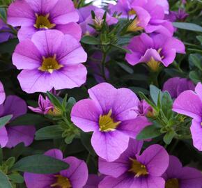 Minipetúnie, Million Bells 'Aloha Kona Tiki Blue' - Calibrachoa hybrida 'Aloha Kona Tiki Blue'