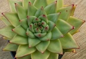 Dužnatka - Echeveria agavoides