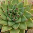 Dužnatka - Echeveria agavoides