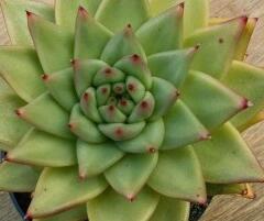 Dužnatka - Echeveria agavoides
