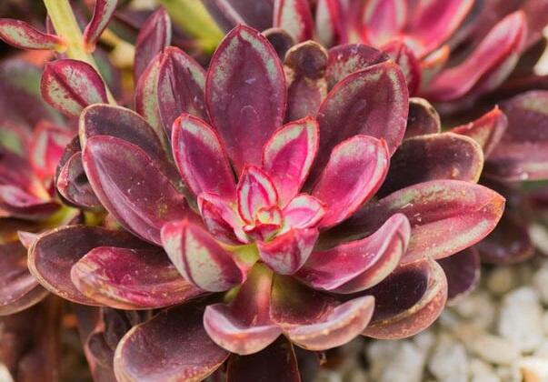 Dužnatka - Echeveria nodulosa