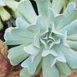 Dužnatka - Echeveria Topsy Turvy