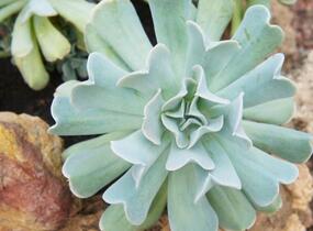 Dužnatka 'Topsy Turvy' - Echeveria runyonii 'Topsy Turvy'