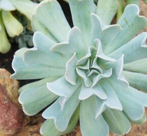 Dužnatka - Echeveria Topsy Turvy