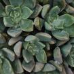 Dužnatka - Echeveria schneideckeri