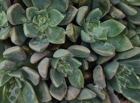 Dužnatka - Echeveria schneideckeri