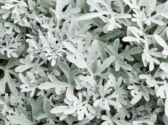 Starček přímořský 'Silverdust' - Senecio bicolor 'Silverdust'