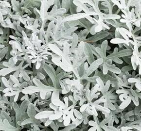 Starček přímořský 'Silverdust' - Senecio bicolor 'Silverdust'