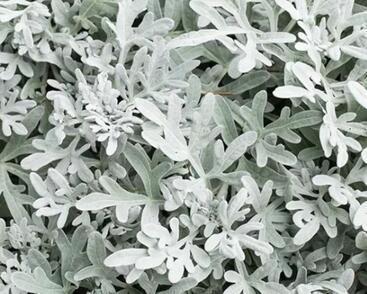 Starček přímořský 'Silverdust'