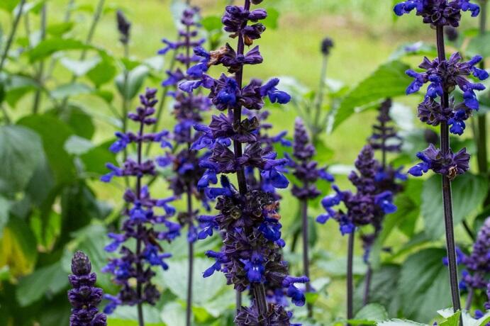 Šalvěj 'Big Blue' - Salvia hybrida 'Big Blue'