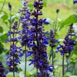 Šalvěj 'Big Blue' - Salvia hybrida 'Big Blue'