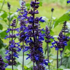 Šalvěj 'Big Blue' - Salvia hybrida 'Big Blue'