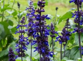 Šalvěj 'Big Blue' - Salvia hybrida 'Big Blue'