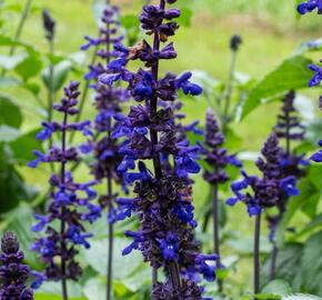 Šalvěj 'Big Blue' - Salvia hybrida 'Big Blue'