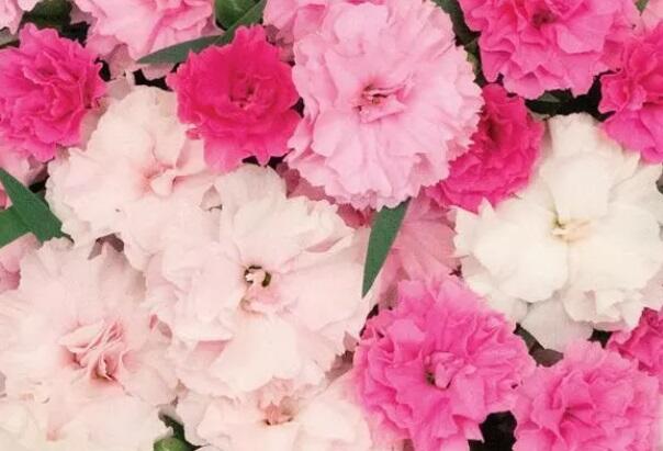 Hvozdík karafiát 'I Love-U' - Dianthus caryophyllus 'I Love-U'