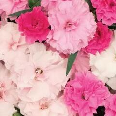 Hvozdík karafiát 'I Love-U' - Dianthus caryophyllus 'I Love-U'