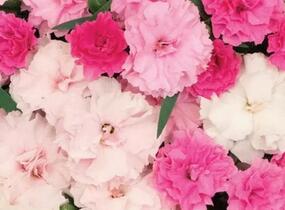 Hvozdík karafiát 'I Love-U' - Dianthus caryophyllus 'I Love-U'