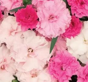 Hvozdík karafiát 'I Love-U' - Dianthus caryophyllus 'I Love-U'