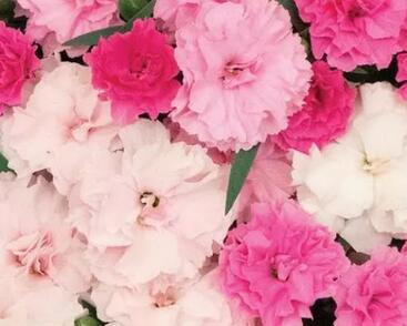 Hvozdík karafiát 'I Love-U'