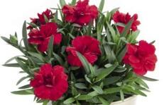 Hvozdík karafiát 'Oscar® Cherry' - Dianthus caryophyllus 'Oscar® Cherry'