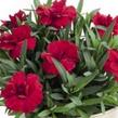 Hvozdík karafiát 'Oscar® Cherry' - Dianthus caryophyllus 'Oscar® Cherry'