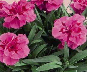 Hvozdík karafiát 'Oscar'' - Dianthus caryophyllus 'Oscar®'