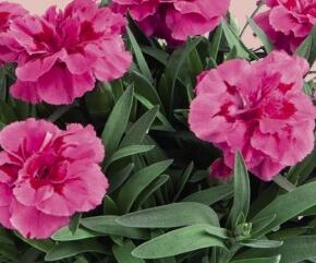 Hvozdík karafiát 'Capitan Aura' - Dianthus caryophyllus 'Oscar®'