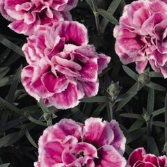 Hvozdík karafiát 'Capitan Sir Henry' - Dianthus caryophyllus 'Capitan Sir Henry'