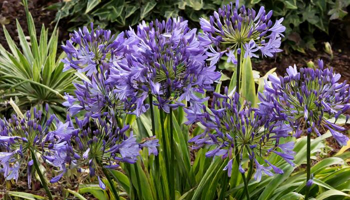 Kalokvět africký 'Charlotte' - Agapanthus africanus 'Charlotte'