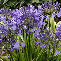 Kalokvět africký 'Charlotte' - Agapanthus africanus 'Charlotte'