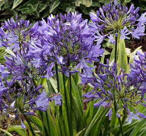 Kalokvět africký 'Charlotte' - Agapanthus africanus 'Charlotte'