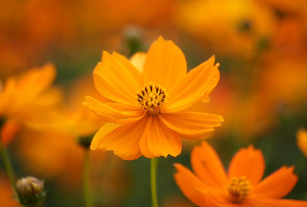 Krásenka sírožlutá 'Cosmic Orange' - Cosmos sulphureus 'Cosmic Orange'
