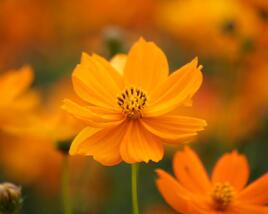 Krásenka sírožlutá 'Cosmic Orange'