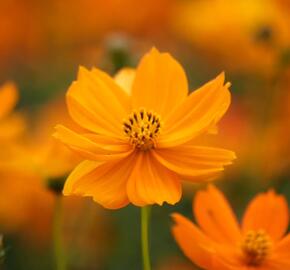 Krásenka sírožlutá 'Cosmic Orange' - Cosmos sulphureus 'Cosmic Orange'
