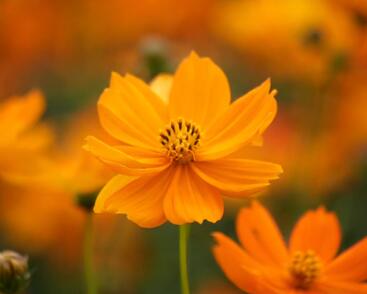 Krásenka sírožlutá 'Cosmic Orange'