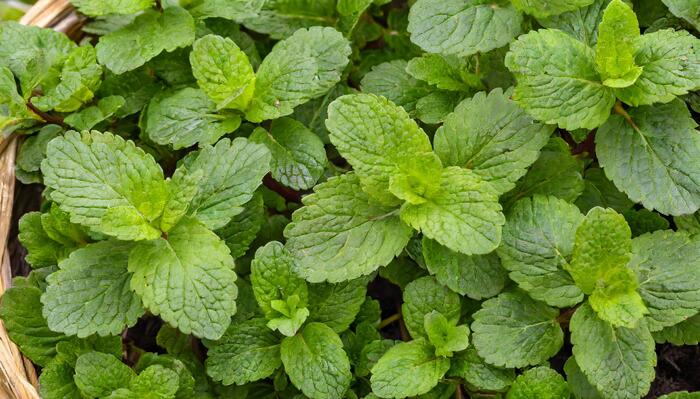 Máta klasnatá, jahodová 'Strawberry mint' - Mentha spicata 'Strawberry mint'