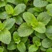 Máta klasnatá, jahodová 'Strawberry mint' - Mentha spicata 'Strawberry mint'