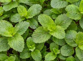 Máta klasnatá, jahodová 'Strawberry Mint' - Mentha spicata 'Strawberry Mint'