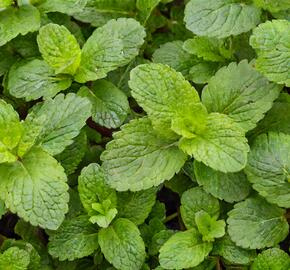 Máta jahodová 'Strawberry mint' - Mentha species 'Strawberry mint'