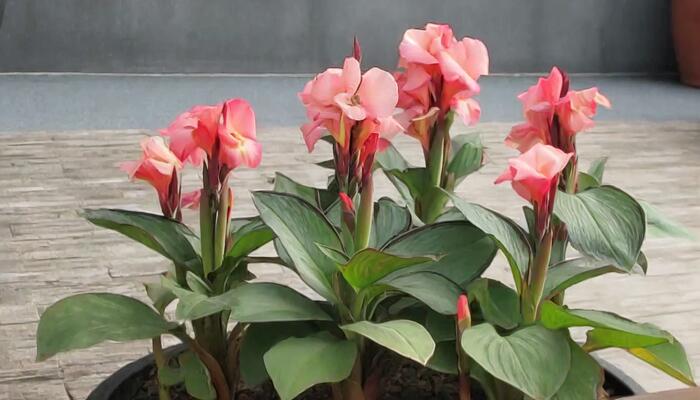 Dosna indická 'Cannova F1 Dark Bud Rose' - Canna indica 'Cannova F1 Dark Bud Rose'