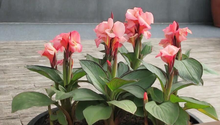 Dosna indická 'Cannova F1 Dark Bud Rose' - Canna indica 'Cannova F1 Dark Bud Rose'