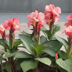 Dosna indická 'Cannova F1 Dark Bud Rose' - Canna indica 'Cannova F1 Dark Bud Rose'