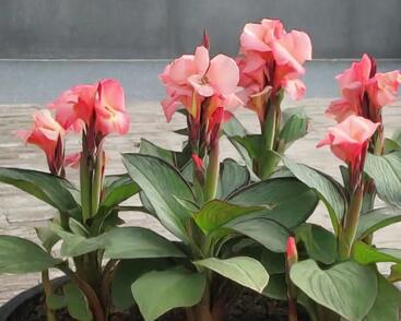 Dosna indická 'Cannova F1 Dark Bud Rose'