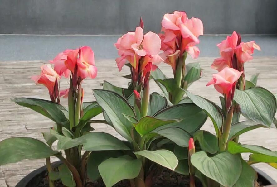 Dosna indická 'Cannova F1 Dark Bud Rose' - Canna indica 'Cannova F1 Dark Bud Rose'